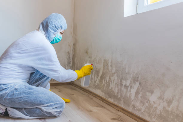 Mold Remediation specialist working in Norwood