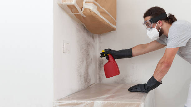 Basement Mold Remediation treatment on basement walls in Norwood